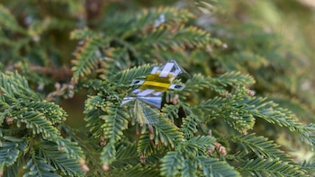 Un pequeño dispositivo robótico transparente y amarillo con alas en movimiento sobre las ramas verdes de un árbol