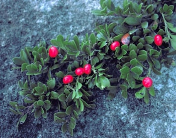 Así se ve la Gayuba,