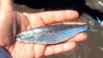 Los pescadores son los más