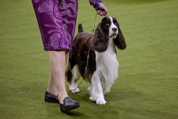 Freddie, un Springer Spaniel Inglés,