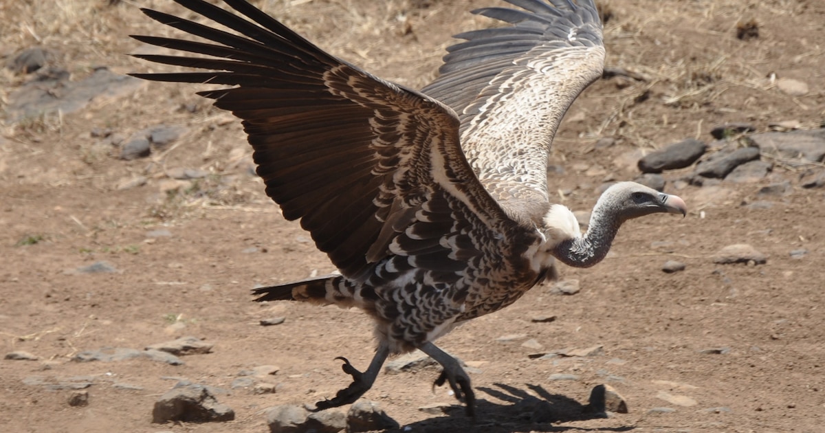 Uganda combate la caza furtiva con buitres tecnológicos en el Parque Nacional Murchison