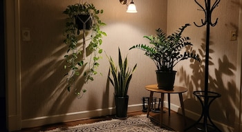 Las mejores plantas para una