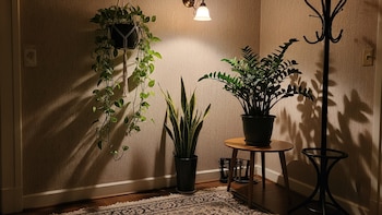 Las mejores plantas para espacios