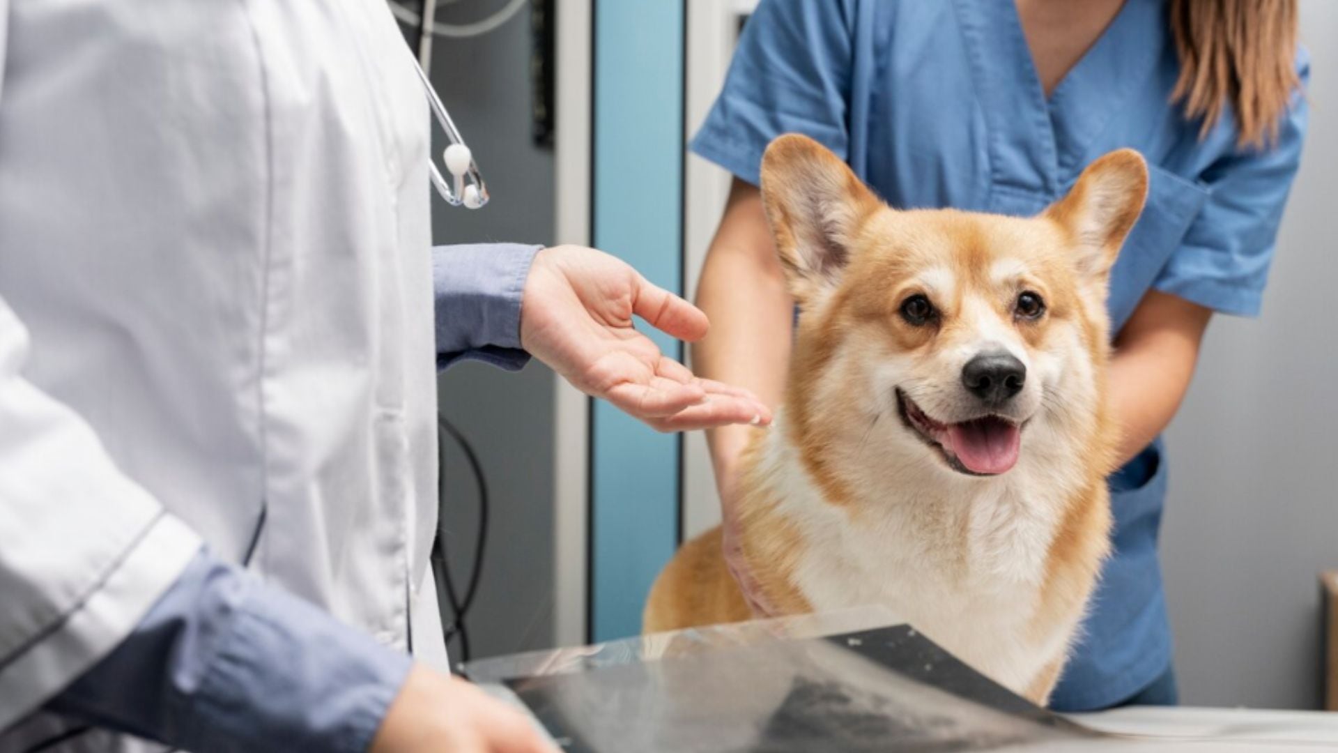 Campaña veterinaria gratuita en CABA: atención sin costo para mascotas