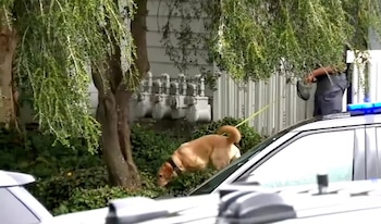 Un perro adiestrado camina junto a un agente cerca de un automóvil patrulla con luces azules frente a un edificio con vegetación