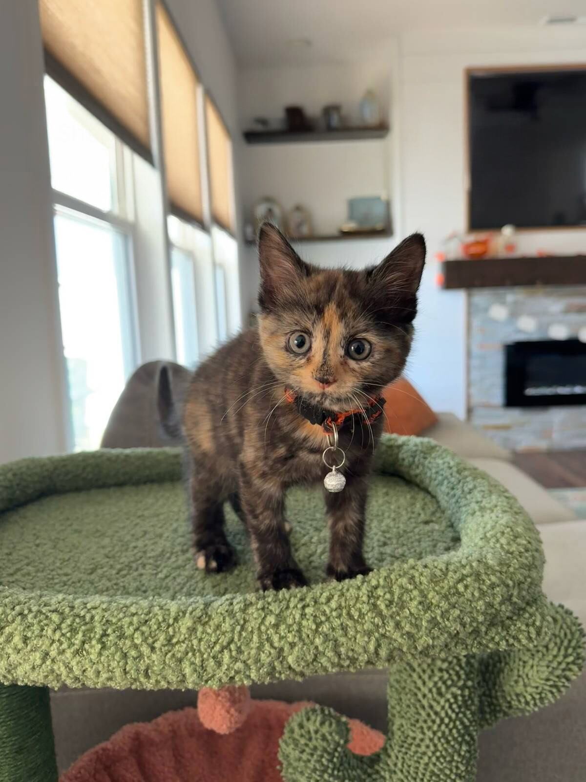 Tubby pasó dos días atrapada y sola, pero con el amor y dedicación de Bailey y su pareja, que crearon un refugio cálido y la alimentaron cada pocas horas, logró recuperarse y fortalecerse.(Tik Tok/@baileylpressley)