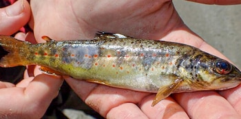 Las especies acuáticas, especialmente las