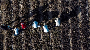 La afiliación extranjera cae un