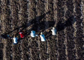 Varios trabajadores migrantes trabajan en