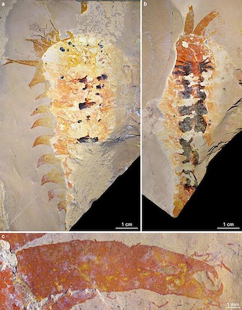 Identifican al quelicerado conocido más antiguo en fósil de 500 millones de años