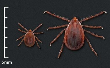 La garrapata asiática de cuernos largos puede transmitir enfermedades como la fiebre manchada y otros virus. (James Gathany/Wikimedia)