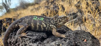 Casi 187 años después, se