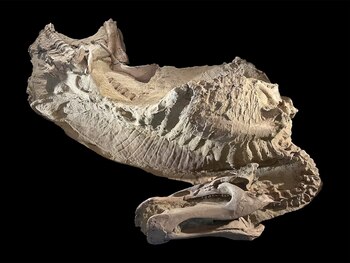 Restos fósiles de Edmontosaurus annectens