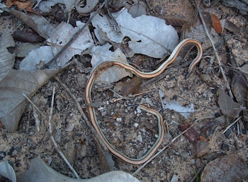 Un lagarto alargado y delgado con rayas longitudinales se encuentra sobre tierra y hojas secas