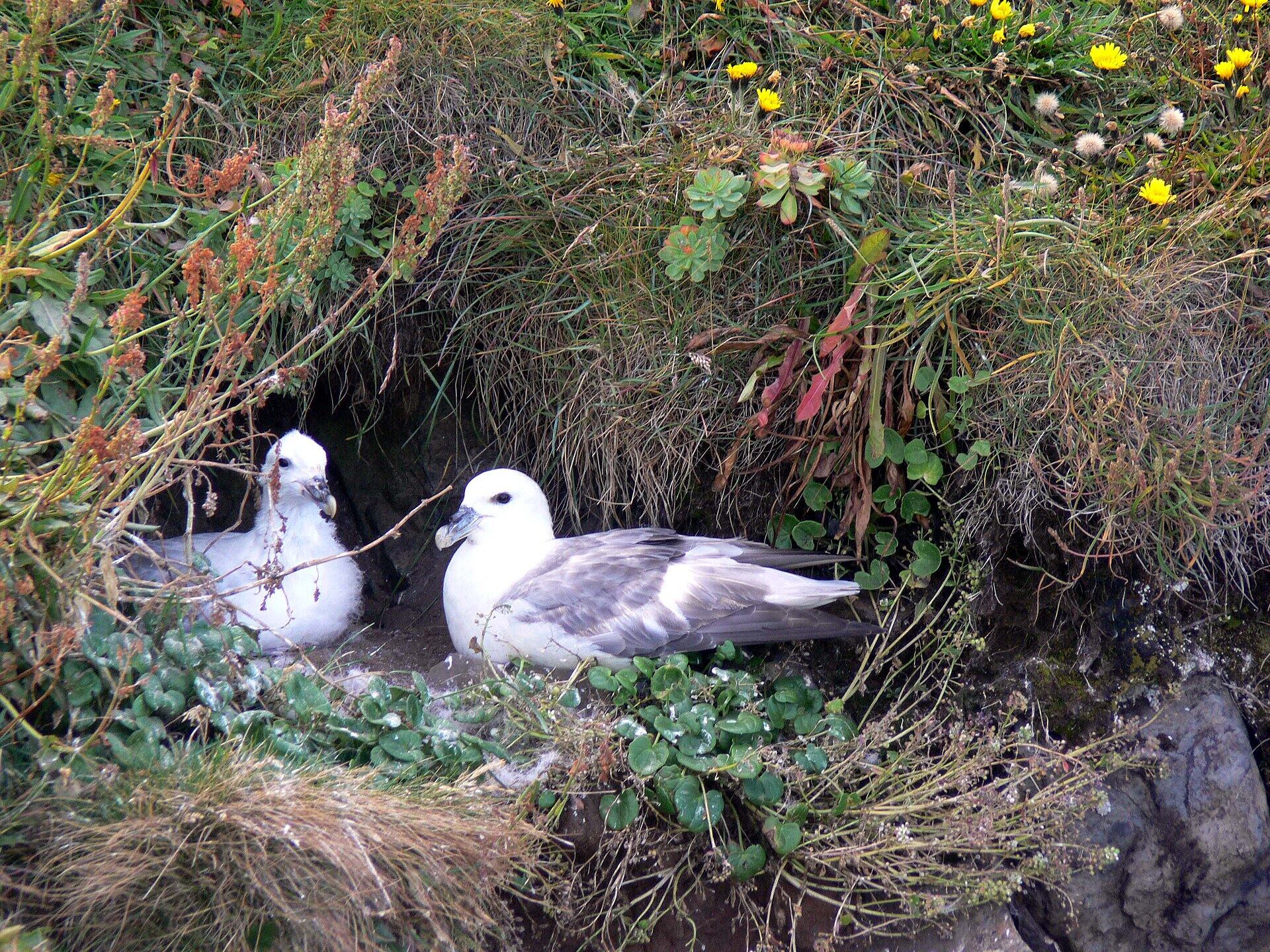 Nido de fulmar boreal en un acantilado islandés (Wikimedia)