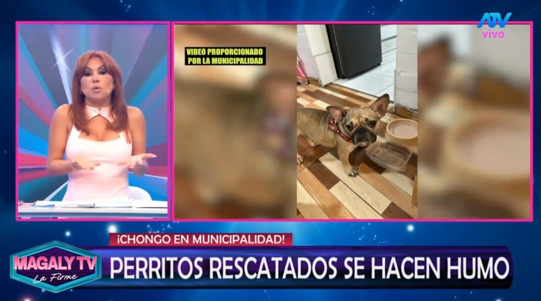 Magaly Medina cuestiona destino de perros rescatados en SJM: “¿Cómo estar seguros que no han caído nuevamente en manos inescrupulosas? Captura: Magaly TV La Firme.