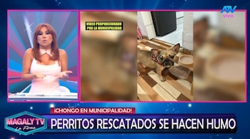 Magaly Medina cuestiona destino de perros rescatados en SJM: “¿Cómo estar seguros que no han caído nuevamente en manos inescrupulosas? Captura: Magaly TV La Firme.