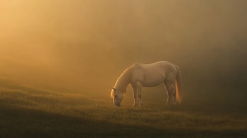 Una raza de caballos que