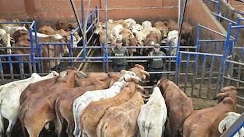 Policía recuperó ganado que había