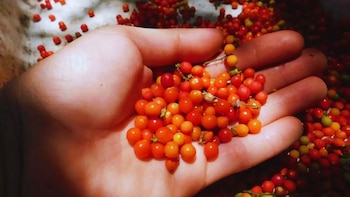 Un estudio sobre estas semillas aporta herramientas para restaurar ambientes ribereños, mejorar viveros y fortalecer la biodiversidad en el Río de la Plata