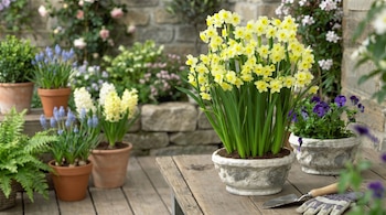 Narcisos amarillos en una maceta de piedra sobre una mesa de madera con una pala de mano, guantes y otras plantas en recipientes.