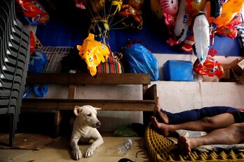 Cada perro desarrolla rituales apenas