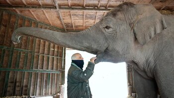 La elefanta Sharima es revisada