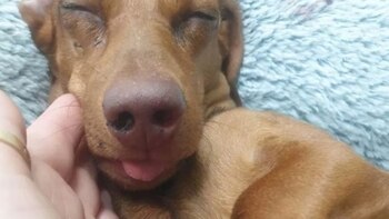Manejó hasta Ucrania para rescatar a un cachorro y se lo robaron 2 días después en el Reino Unido