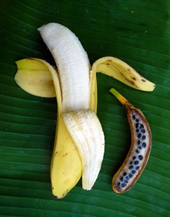 El plátano sin intervenciones originalmente