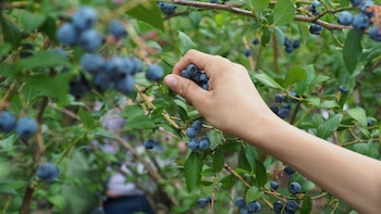 Chile busca cultivar arándanos en el desierto más árido del mundo siguiendo el ejemplo peruano