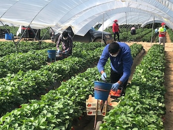 Temporeros en una finca agrícola andaluza. (Europa Press)