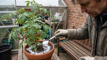 Bicarbonato de sodio: cómo usarlo para evitar hongos y plagas en tus plantas