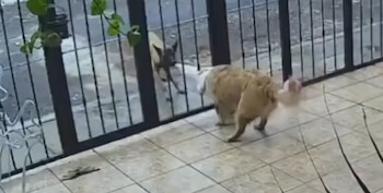 La escena, registrada mientras dos