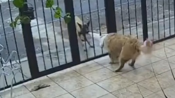 Perrito se vuelve viral al