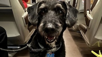 PACMA denuncia falta de protocolos