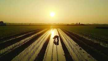 Centroamérica: Panamá se consolida como