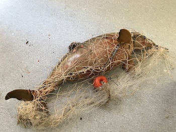 Las redes pesqueras abandonadas amenazan