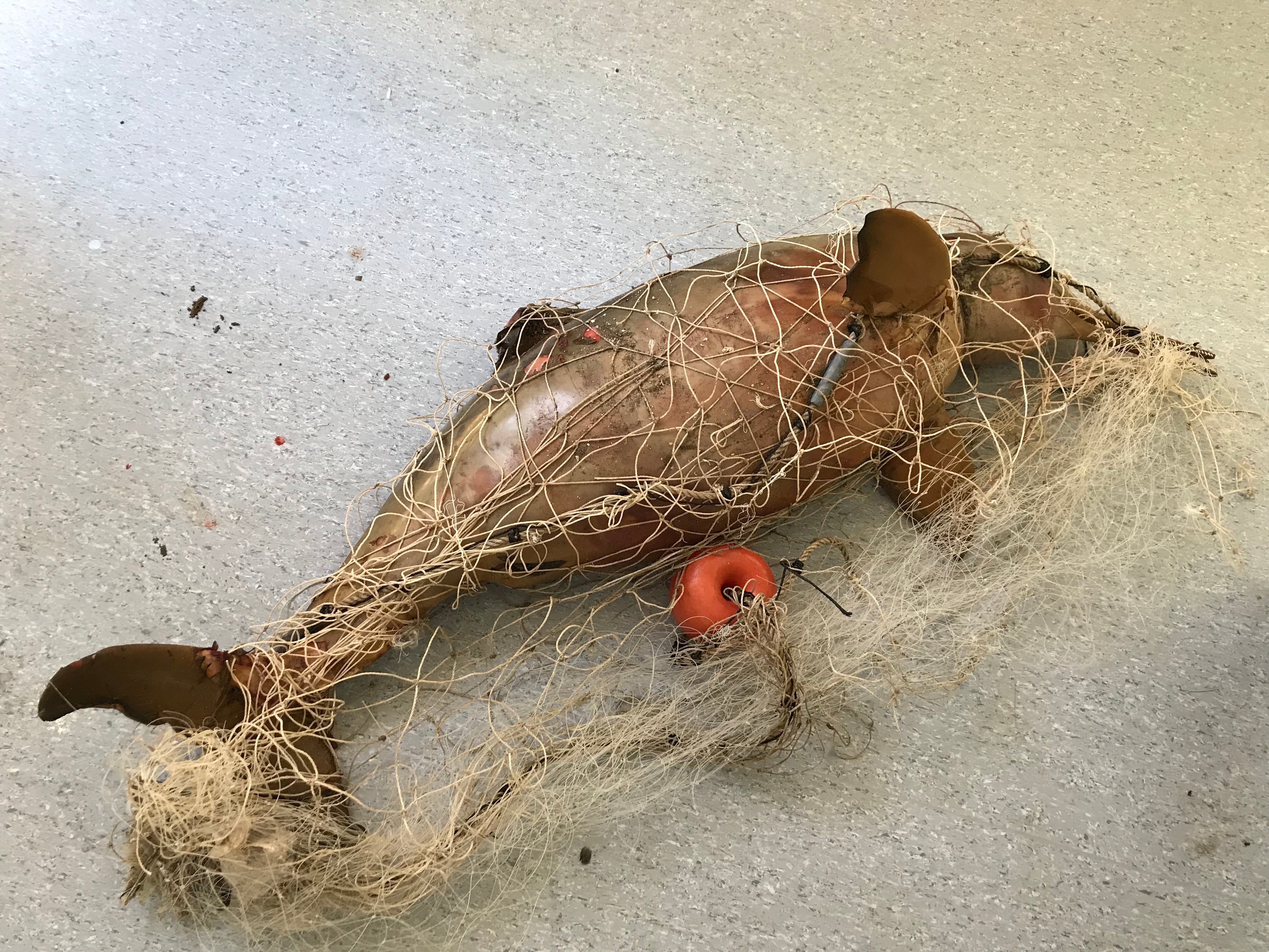 Las redes pesqueras abandonadas amenazan la supervivencia de especies marinas