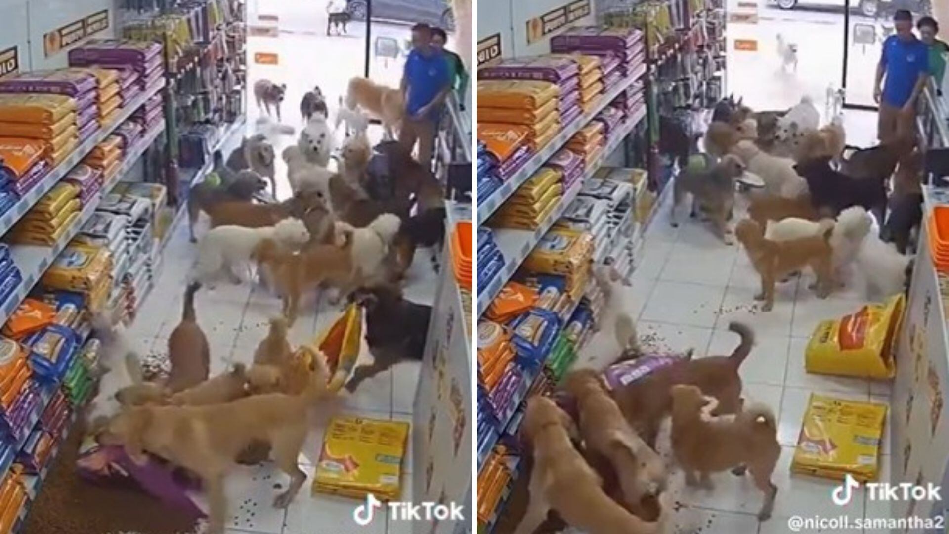 Un video viral de "perros ladrones" resulta ser una creación de inteligencia artificial