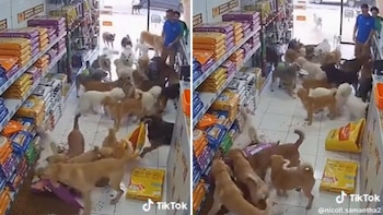 Perritos aplican el “todo lo que puedas comer” y asaltan una tienda para llevarse costales de croquetas
