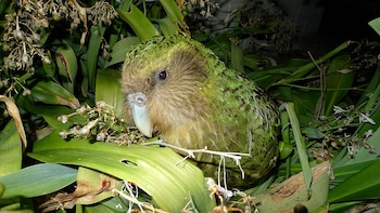 El kakapo, el loro de