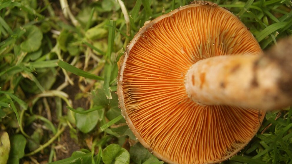 Descubren las 10 especies de plantas y hongos más fascinantes del 2024