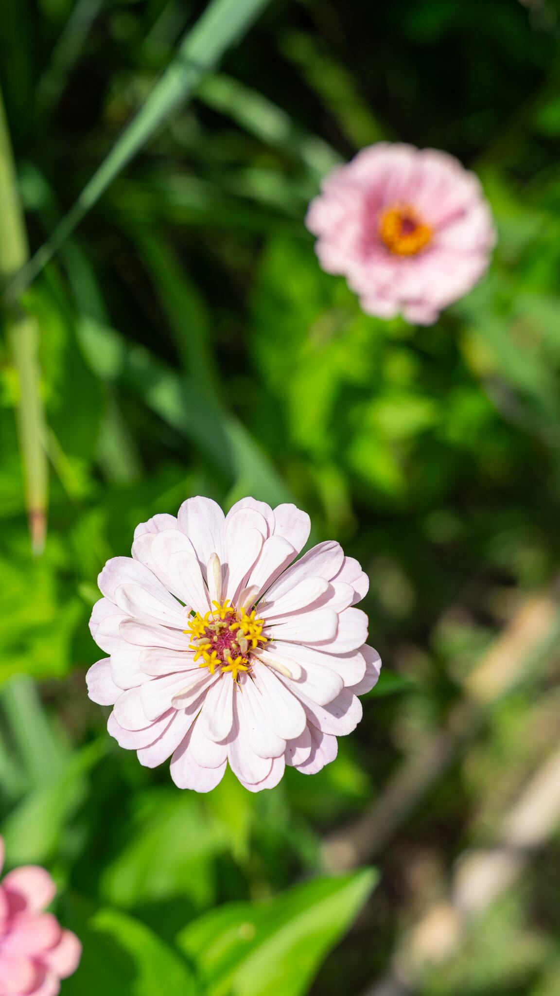 La zinnia fue señalada por Bustinza como la anual con la floración más extensa