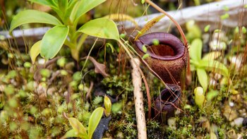 ‘Red de Viveros de Colombia’,
