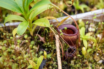 Una planta carnívora nepenthes jamban en un vivero. "Jamban" es la palabra indonesia para "baño". Las plantas carnívoras corren peligro de extinción en todo el planeta por la destrucción de su hábitat, las recolecciones ilegales y el exceso de nitrógeno. Foto: Christoph Schmidt/dpa
