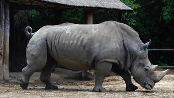 Gaspar era el último de