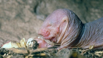 Los investigadores japones consideran que