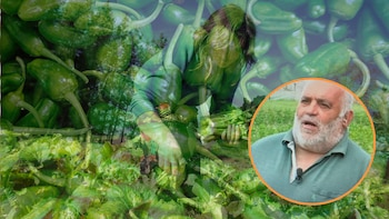 José Antonio, hortelano productor de pimientos de Padrón: “Vino el calor y eso lo estresa. Tiran la flor antes de cuajar”