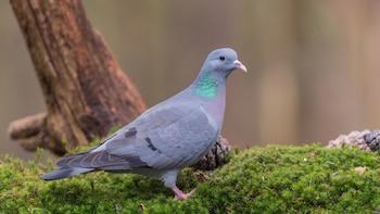 09/10/2026 La paloma zurita
POLITICA ESPAÑA EUROPA MADRID AUTONOMÍAS
SEO/BIRDLIFE