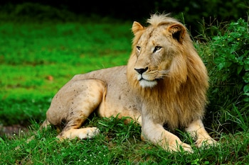 Las melenas no son exclusivas